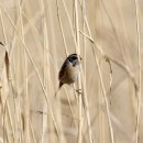 여주-1077 이미지