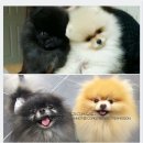 디오레 포메라니안 이미지