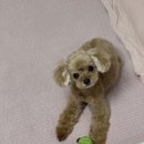 멍무이 쌀롱 이미지