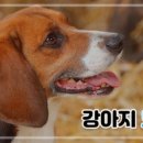 강아지구 이미지