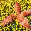 가파도해녀촌식당