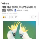 날아다니는 비글이라는 앵무새 코카투.txt 이미지