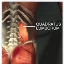 요방형근(Quadratus lumborum m.) 이미지