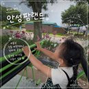 늘소랑목장 | 안성팜랜드 아이와 가볼만한곳｜30개월 아기와 여름 방문 후기 (해바라기 개화·주차 정보)