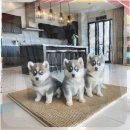 폼스키 | 파주 폼스키분양, 후기와 시행착오를 통해 본 현실