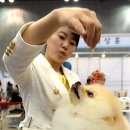 국제애견 이미지