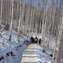 원대리 자작나무숲 이미지