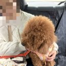 해피 펫 택시 이미지