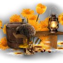 행복한 애견 미용 이미지