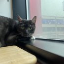 대복민박 이미지