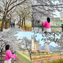 호원1동 주민센터 | 의정부 중랑천 벚꽃 명소 호원벚꽃페스타 드라이브 갈만한곳 주차