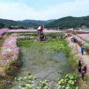 하동북천코스모스메밀꽃 영농조합법인 세계일보