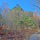 단풍은 기다려 주지 않고 골 안으로 숨어들고! - 태백시 철암 단풍 구경 겸 시루봉 산행, 통리 오일장, 황지동 지지리골 자작나무~ 이미지
