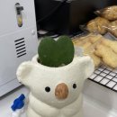 카페오이사