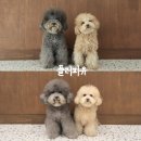 GS25대구칠곡미래점 | 대구칠곡애견미용 플러피유 푸들 말티푸 미용