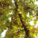 호산농원 이미지