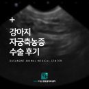 모리동물병원 | 수택동 동물병원, 강아지 자궁축농증 수술 후기