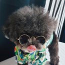싹Dog 이미지