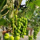 자옥농장 이미지