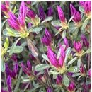 복코돼지 이미지