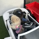 서울애견마트 | [서울/애견] 애견동반펜션, 애견 온수풀이 있는 가평 ‘체리몽애견풀빌라’ + 내돈내산 찐방문 후기