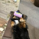 마라와나무 이미지