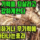 바디나물(연삼)―몇 뿌리만 먹어도 힘이 솟는 최고의 원기회복 약초 조회수 5.9만회 3년 전 이미지