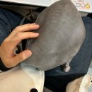 냥글냥글 | 원신흥동 고양이 카페 “라빈” - 추운 겨울, 냥글냥글 고양이들과 해파 타임 보내기🐱