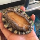 완도미성전복 이미지