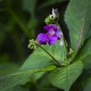 플룻 (연주자) 이미지