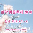 설악 벚꽃축제 2018 이미지