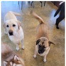 선사애견 이미지