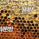 꽃 꿀방 이미지