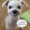 피자스쿨안면점 | 재수일기 | 1,2,3