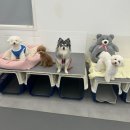 우리유치원 | 우리 강아지 첫 유치원 생활, 화곡동 에덴애견유치원호텔 후기