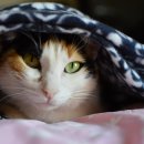 고양이 이미지