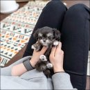 유앤미펫 강아지분양 고양이분양 용인점 이미지