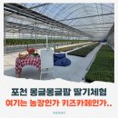 크로바농장 | 포천 아이랑 가볼만한곳 몽글몽글팜 딸기체험 (+ 실내 키즈카페st)