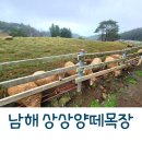 남해 상상양떼목장 편백숲 여러 동물 먹이체험이 가능해요
