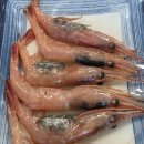 최가구이 | [동해맛집 쌩쌩최가네구이]회냐 고기냐 고민될 때 쌩쌩최가네구이 막회 먹방 후기