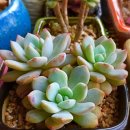 빛성영 네이버블로그