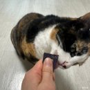 반려동물보감연구소 이미지