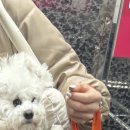 베베꽁 유치원호텔 이미지