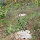 호두나무 이미지