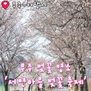 서면마을 | 무주 여행 벚꽃 명소 서면마을 벚꽃 축제 솔직 방문 후기 개화 현황