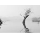 고기야고기야