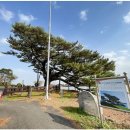 제주 수산리 곰솔 이미지