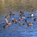 청둥오리 이미지