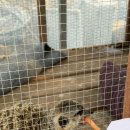 남촌농장 | 담양 아이와 '플레이펫' 동물농장 &amp; 고양이카페