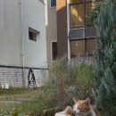 오얏리스테이 이미지